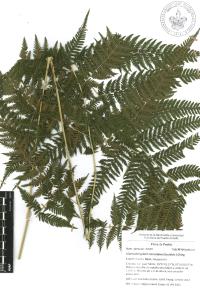 Macrothelypteris torresiana image